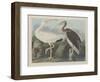 White Ibis, 1834-John James Audubon-Framed Giclee Print