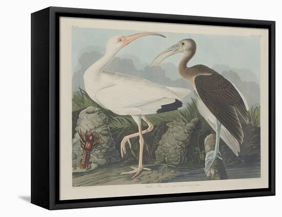 White Ibis, 1834-John James Audubon-Framed Stretched Canvas