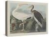 White Ibis, 1834-John James Audubon-Stretched Canvas