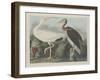 White Ibis, 1834-John James Audubon-Framed Giclee Print