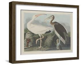 White Ibis, 1834-John James Audubon-Framed Giclee Print