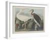 White Ibis, 1834-John James Audubon-Framed Giclee Print