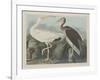 White Ibis, 1834-John James Audubon-Framed Giclee Print