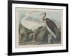 White Ibis, 1834-John James Audubon-Framed Giclee Print