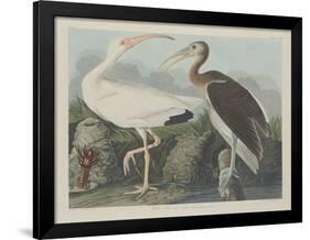 White Ibis, 1834-John James Audubon-Framed Giclee Print