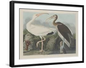 White Ibis, 1834-John James Audubon-Framed Giclee Print