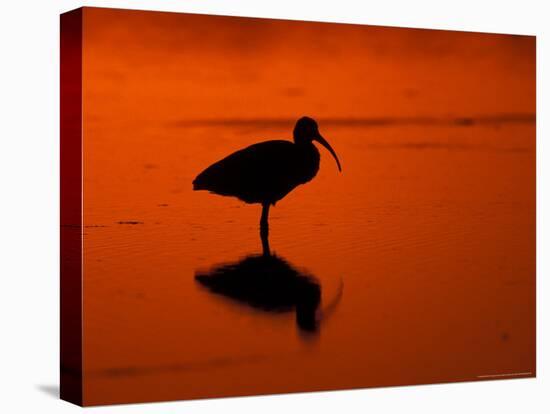 White Ibis at Sunset, Ding Darling National Wildlife Refuge, Florida, USA-Jerry & Marcy Monkman-Stretched Canvas