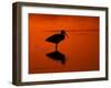 White Ibis at Sunset, Ding Darling National Wildlife Refuge, Florida, USA-Jerry & Marcy Monkman-Framed Photographic Print