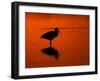 White Ibis at Sunset, Ding Darling National Wildlife Refuge, Florida, USA-Jerry & Marcy Monkman-Framed Photographic Print