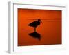 White Ibis at Sunset, Ding Darling National Wildlife Refuge, Florida, USA-Jerry & Marcy Monkman-Framed Photographic Print