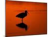 White Ibis at Sunset, Ding Darling National Wildlife Refuge, Florida, USA-Jerry & Marcy Monkman-Mounted Photographic Print