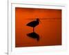 White Ibis at Sunset, Ding Darling National Wildlife Refuge, Florida, USA-Jerry & Marcy Monkman-Framed Photographic Print