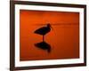 White Ibis at Sunset, Ding Darling National Wildlife Refuge, Florida, USA-Jerry & Marcy Monkman-Framed Photographic Print