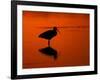 White Ibis at Sunset, Ding Darling National Wildlife Refuge, Florida, USA-Jerry & Marcy Monkman-Framed Photographic Print