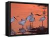 White Ibis, Ding Darling National Wildlife Refuge, Sanibel Island, Florida, USA-Charles Sleicher-Framed Stretched Canvas