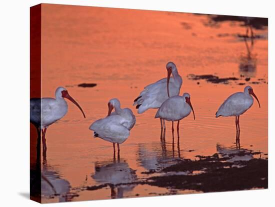 White Ibis, Ding Darling National Wildlife Refuge, Sanibel Island, Florida, USA-Charles Sleicher-Stretched Canvas