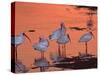White Ibis, Ding Darling National Wildlife Refuge, Sanibel Island, Florida, USA-Charles Sleicher-Stretched Canvas