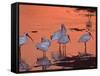 White Ibis, Ding Darling National Wildlife Refuge, Sanibel Island, Florida, USA-Charles Sleicher-Framed Stretched Canvas