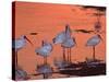 White Ibis, Ding Darling National Wildlife Refuge, Sanibel Island, Florida, USA-Charles Sleicher-Stretched Canvas