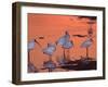 White Ibis, Ding Darling National Wildlife Refuge, Sanibel Island, Florida, USA-Charles Sleicher-Framed Photographic Print