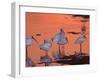 White Ibis, Ding Darling National Wildlife Refuge, Sanibel Island, Florida, USA-Charles Sleicher-Framed Photographic Print