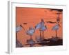 White Ibis, Ding Darling National Wildlife Refuge, Sanibel Island, Florida, USA-Charles Sleicher-Framed Photographic Print