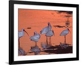 White Ibis, Ding Darling National Wildlife Refuge, Sanibel Island, Florida, USA-Charles Sleicher-Framed Photographic Print