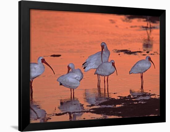 White Ibis, Ding Darling National Wildlife Refuge, Sanibel Island, Florida, USA-Charles Sleicher-Framed Photographic Print