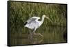 White Ibis (Eudocimus albus) adult wading shallow brackish marsh-Larry Ditto-Framed Stretched Canvas