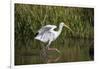 White Ibis (Eudocimus albus) adult wading shallow brackish marsh-Larry Ditto-Framed Photographic Print