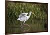 White Ibis (Eudocimus albus) adult wading shallow brackish marsh-Larry Ditto-Framed Photographic Print