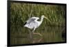 White Ibis (Eudocimus albus) adult wading shallow brackish marsh-Larry Ditto-Framed Photographic Print