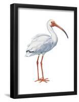 White Ibis (Eudocimus Albus), Birds-Encyclopaedia Britannica-Framed Poster