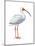 White Ibis (Eudocimus Albus), Birds-Encyclopaedia Britannica-Mounted Poster