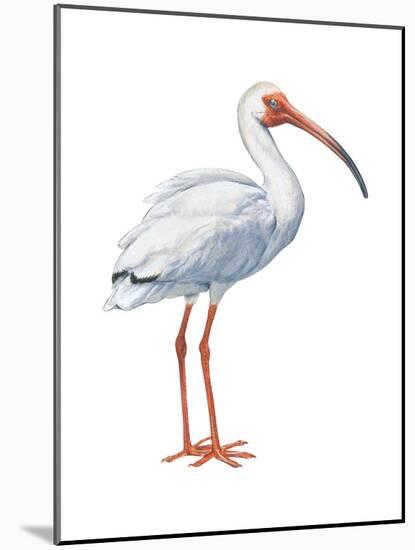 White Ibis (Eudocimus Albus), Birds-Encyclopaedia Britannica-Mounted Poster