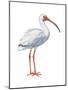 White Ibis (Eudocimus Albus), Birds-Encyclopaedia Britannica-Mounted Poster