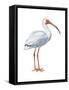 White Ibis (Eudocimus Albus), Birds-Encyclopaedia Britannica-Framed Stretched Canvas