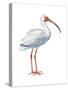 White Ibis (Eudocimus Albus), Birds-Encyclopaedia Britannica-Stretched Canvas