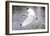 White Ibis in Everglades National Park, Florida, USA-Chuck Haney-Framed Photographic Print