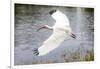 White Ibis in Everglades National Park, Florida, USA-Chuck Haney-Framed Photographic Print