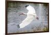 White Ibis in Everglades National Park, Florida, USA-Chuck Haney-Framed Photographic Print