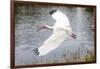 White Ibis in Everglades National Park, Florida, USA-Chuck Haney-Framed Photographic Print