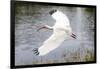 White Ibis in Everglades National Park, Florida, USA-Chuck Haney-Framed Photographic Print