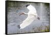White Ibis in Everglades National Park, Florida, USA-Chuck Haney-Framed Stretched Canvas