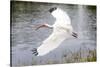 White Ibis in Everglades National Park, Florida, USA-Chuck Haney-Stretched Canvas