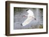 White Ibis in Everglades National Park, Florida, USA-Chuck Haney-Framed Photographic Print