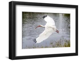 White Ibis in Everglades National Park, Florida, USA-Chuck Haney-Framed Photographic Print