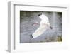 White Ibis in Everglades National Park, Florida, USA-Chuck Haney-Framed Photographic Print