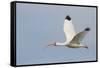 White Ibis in Flight-Larry Ditto-Framed Stretched Canvas