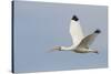 White Ibis in Flight-Larry Ditto-Stretched Canvas